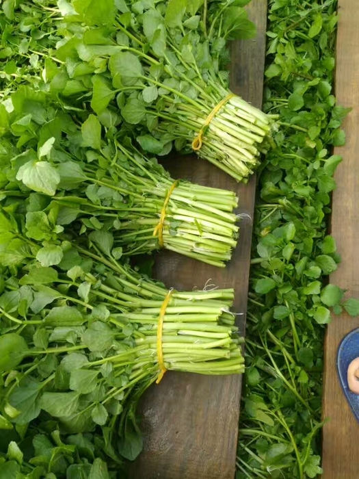 新鲜蔬菜.jpg