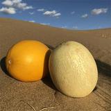 小鲜果-沙漠蜜瓜
