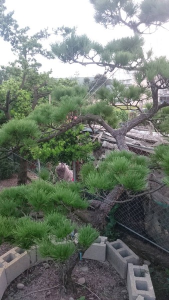 台湾黑松.jpg